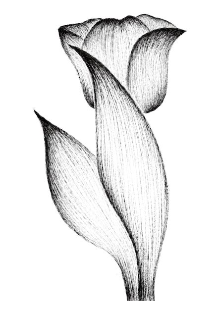 Dibujo A L Piz De Una Flor De Tulip N Vector Premium