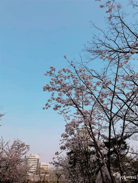 잠실 석촌호수 벚꽃축제 기간 벨리곰 팝업스토어 네이버 블로그