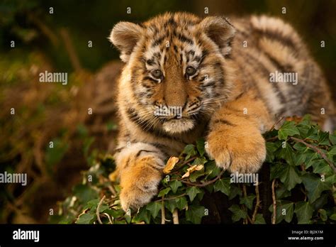 Siberian Tiger Cub Stock Photo - Alamy