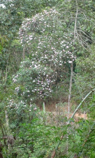 Quaresmeira Tibouchina Granulosa Plants Garden