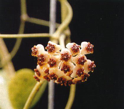 Hoya Sierpela Fotograf A De Morris Tarr De Esta Planta Gan Primero El