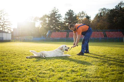 Basic Dog Training Tips For New Owners Hot Dog On A Leash