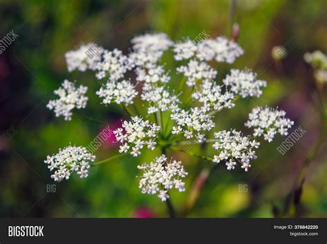 Close- Hemlock Flower Image & Photo (Free Trial) | Bigstock