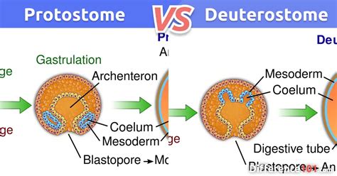 Protostome Vs Deuterostome Top 7 Differences With Examples ~ Difference 101