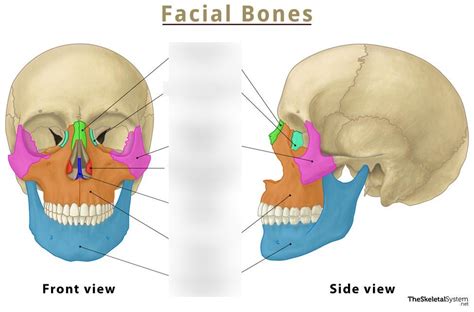 Chpt 7 Facial Bones Diagram Quizlet