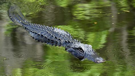 Florida Man Who Lost Arm In Alligator Attack Behind A Bar Now In Fair