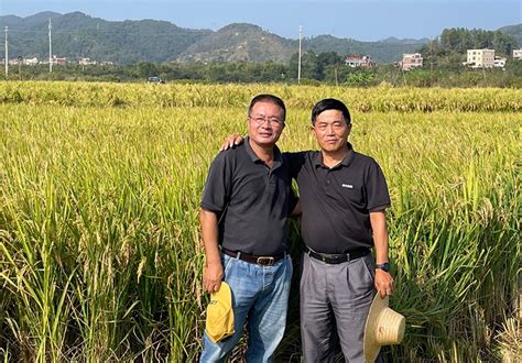 Why Chinese Farmers Choose Perennial Rice L Scmp