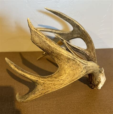 Heavy 5x4 Matching Whitetail Deer Antler Rack Taxidermy Cabin Decor Lot 432 Ebay