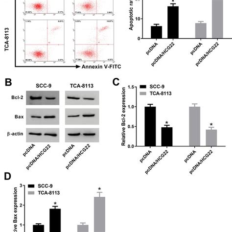 Expression Of Hcg In Oscc Cells A Expression Of Hcg In Normal