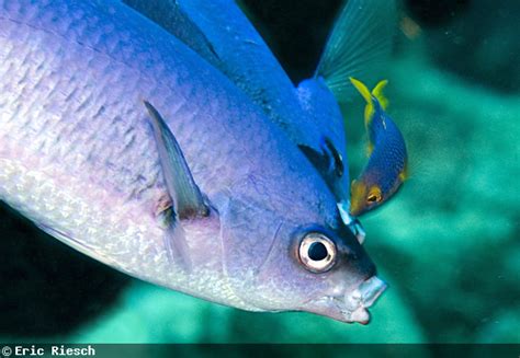 Creole Wrasse Cleaning Station