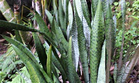 Plantas Para Jardim Resistentes Ao Sol Op Es De Flores E Folhagens