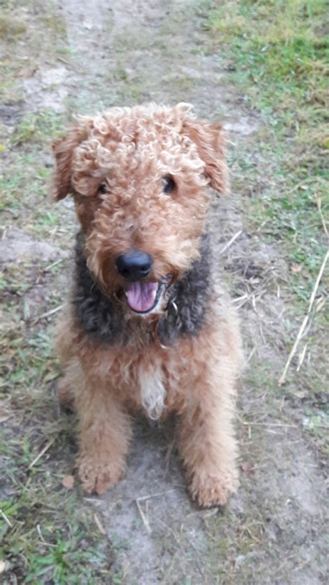 Airedale Terrier Large Curly Haired Dogs Pets Lovers