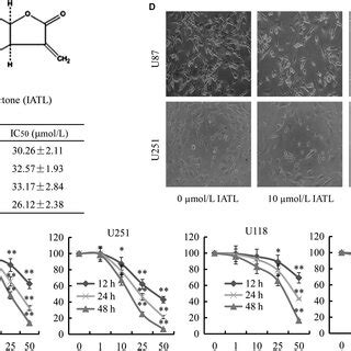 Isoalantolactone Iatl Changed Cell Morphology And Inhibited Cancer