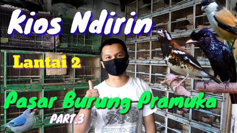 Harga Burung Srdc Homecare