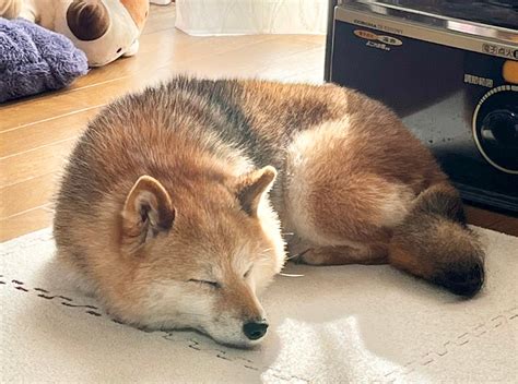 寝ている柴犬がキツネみたいと話題 散歩中「タヌキ柴」と言われたこともどっちに見えます？｜まいどなニュース