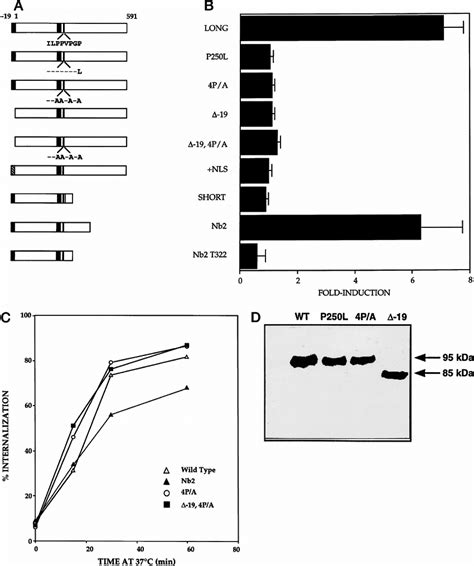 Functional Expression Of Wild Type And Mutants PRLRs A Schematic