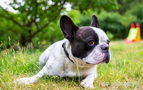 “法斗犬”为什么越来越多人养？这几点实在太“吃香”了 知乎