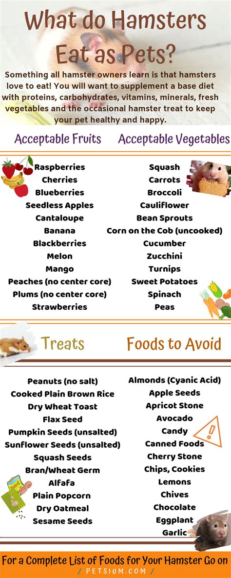 What Do Hamsters Eat Hamster Food Guide Petsium