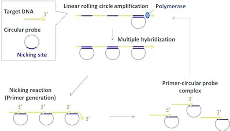 Schematic Illustration Of Primer Generation Rolling Circle