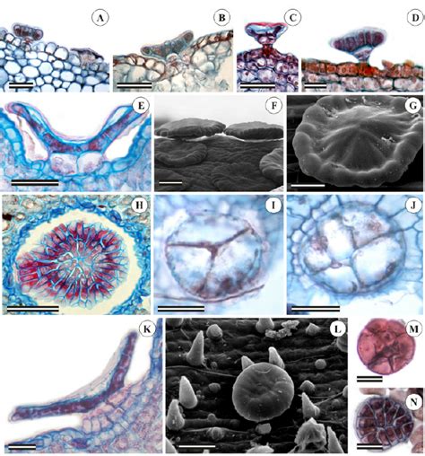 Morphological Diversity Of Peltate Trichomes Located Along The Aerial