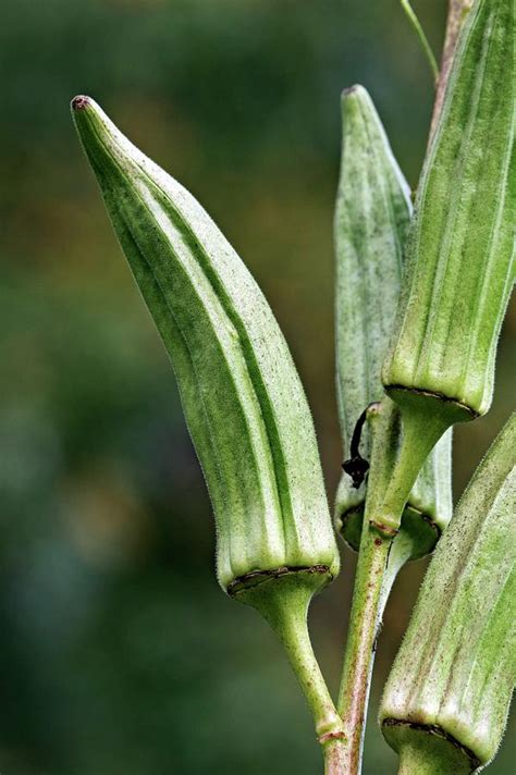 Okra Abelmoschus Esculentus Photograph By Dr Nick Kurzenko Fine