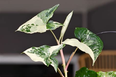 Syngonium Albo Plant Care Plantly