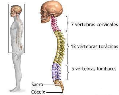 Columna Vertebral Ecured