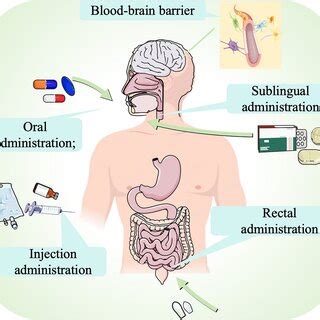 Novel routes of drug delivery. The new routes of drug delivery for... | Download Scientific Diagram