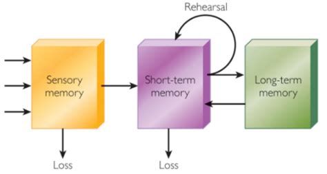 Memory Flashcards Quizlet