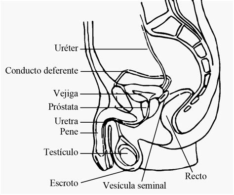 Aparato Reproductor Femenino Para Colorear