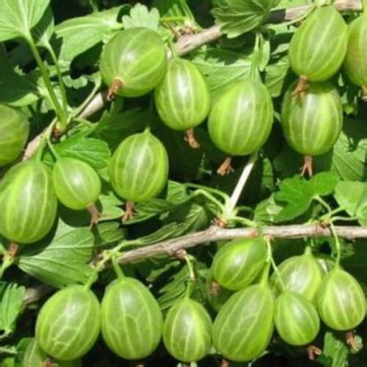 Саженцы крыжовника купить в Минске, по Беларуси почтой, каталог