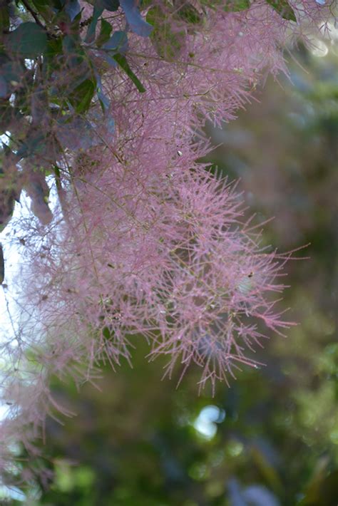 Royal Purple Smokebush Cotinus Coggygria Royal Purple In Edmonton