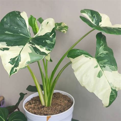 Jual Tanaman Hias Sente Varigata Keladi Sente Varigata Alocasia