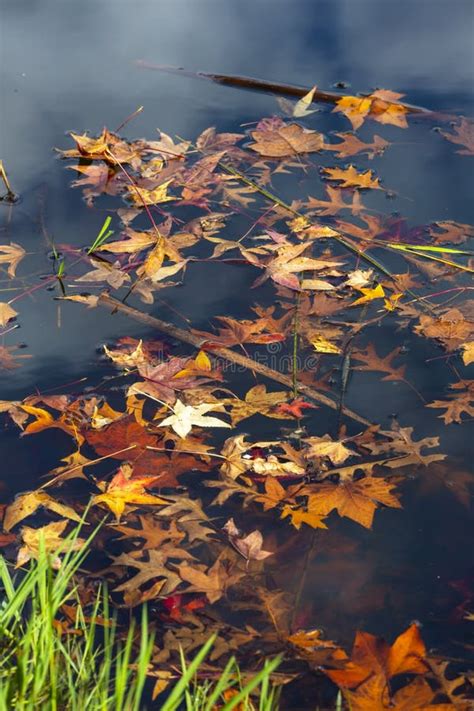 Autumn Colored Leaves Float On The Water Stock Image Image Of Autumn