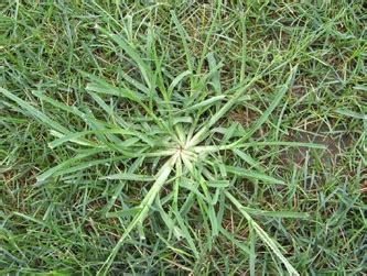 Common Weeds in South Florida Lawns - One Two Tree