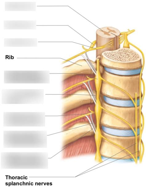 Peripheral Nervous System Diagram | Quizlet