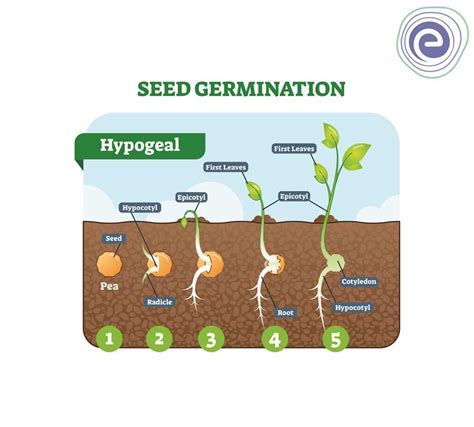 Breaking Down Bean Seed Germination: A Visual Guide