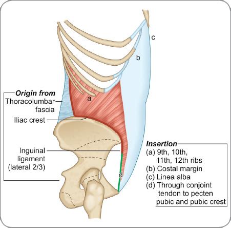 Pecten Pubis Conjoint Tendon