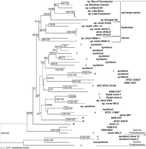 Phylogeny Of The Genera Beggiatoa Thioploca And Thiomargarita Based