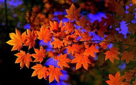 Maple Leaves Forest Autumn Leaves Maple Sky Branch Hd Wallpaper