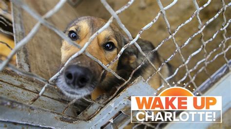 Charlotte Animal Shelter At Capacity Adoptions Urgently Needed Youtube