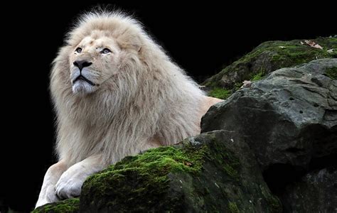 Top White Lion Wallpaper Full Hd K Free To Use