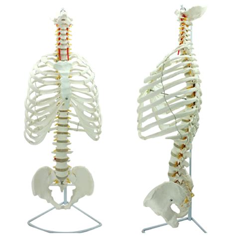 Buy SKUAI Human Spine Thoracic Structure Model Anatomy Model Body Life