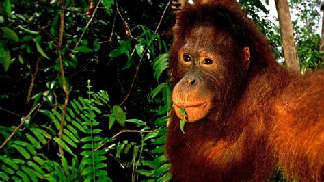 Why Is The Bornean Orangutan Endangered - Danger Choices