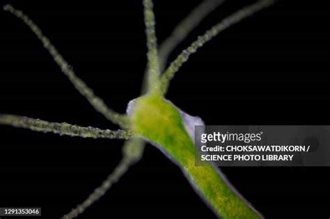 Obelia Hydroid Photos And Premium High Res Pictures Getty Images