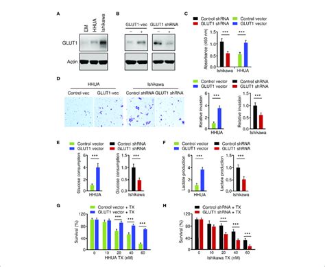 Critical Roles Of Glut1 In Promoting Ec Cell Phenotypes A Western