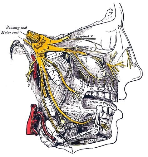 Trigeminal Nerve Wikidoc