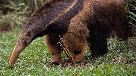 Nació El Primer Oso Hormiguero En Uruguay Y Se Llama Pereira