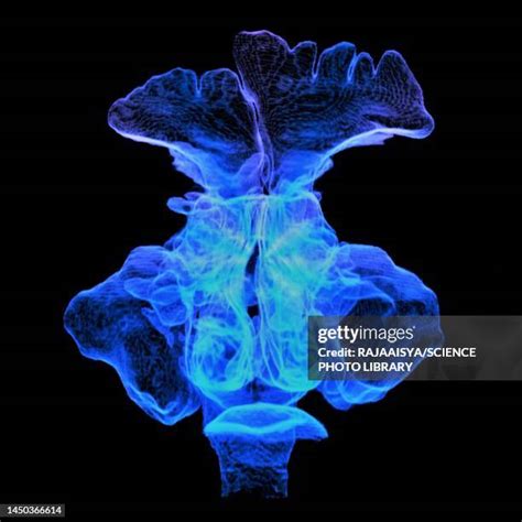 530 Pharynx Anatomy Stock Photos High Res Pictures And Images Getty