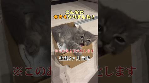 子猫ちゃんの成長は早いんです！大きくなってもかわいい姿から目が離せない 【動画ニュース】【どうぶつ】 Omoroid オモロイド